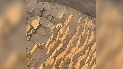 Kuşları kovalayan köpek, piramidin tepesine çıktı