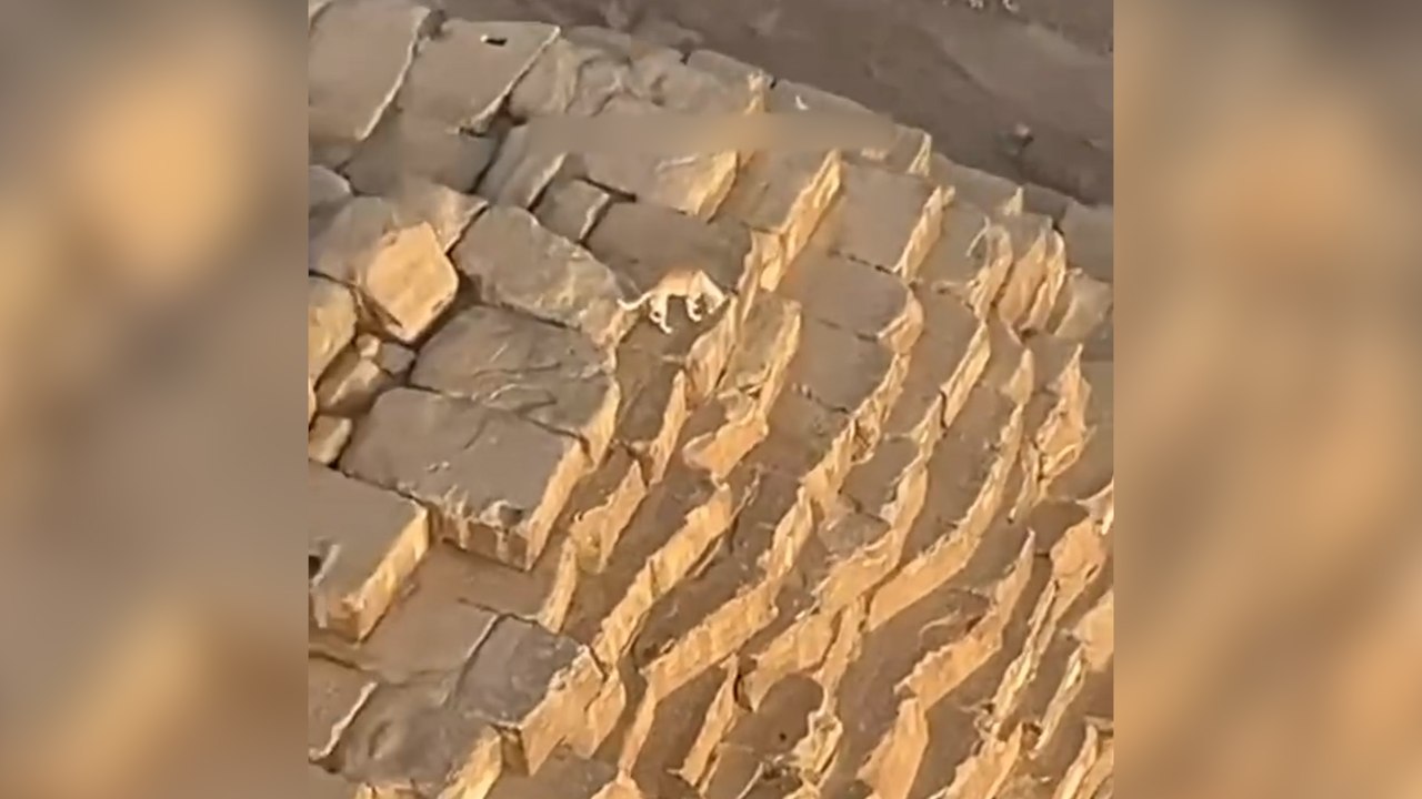 Kuşları kovalayan köpek, piramidin tepesine çıktı