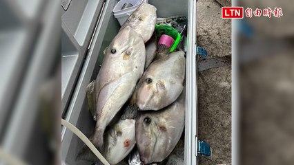 基隆潮境海灣剝皮魚豐收，50艘漁船熱鬧捕撈🚤