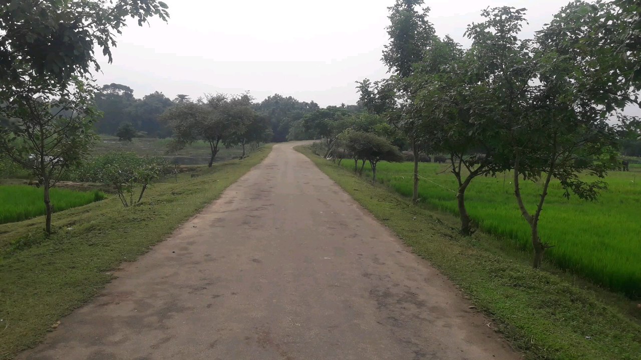 Elephant in Village
