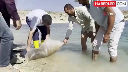 Atatürk Baraj Göleti'ne 2,5 Milyon Şabut Balığı Yavrusu Bırakıldı