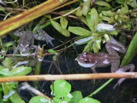 Les plantes aquatiques : Jardin Botanique de Strasbourg