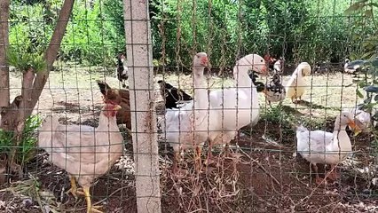 LA LEGGENDA DELLE OCHE DEL CAMPIDOGLIO E IL SACCO DI ROMA DEL 390 A.C.