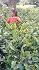 my Daughter just try to plaking green Tea Leaf