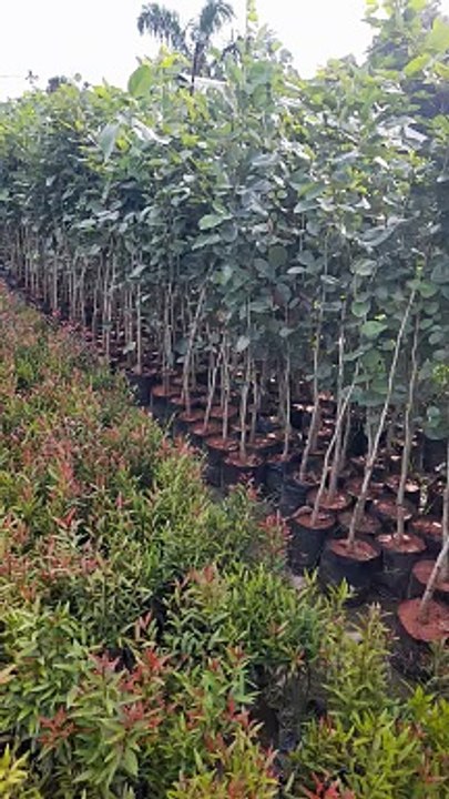 Sandalwood sapling