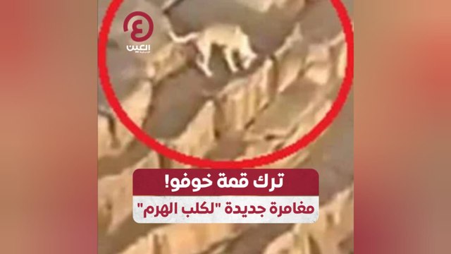 ترك قمة خوفو!.. مغامرة جديدة لكلب الهرم