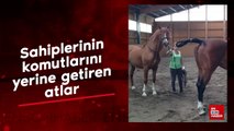 Sahiplerinin komutlarını yerine getiren atlar
