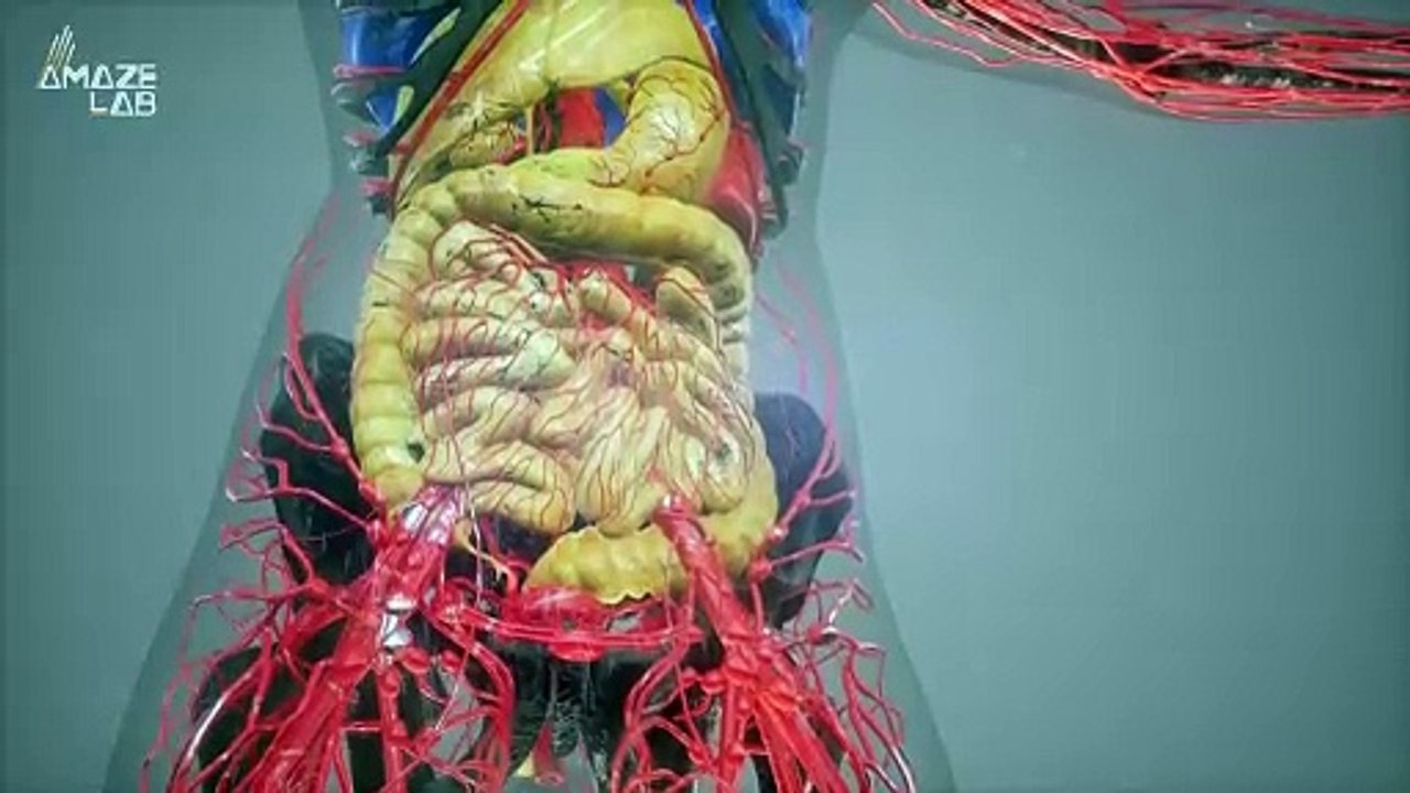 Biologists Discover Microplastics in the Exhaled Air From Dolphins