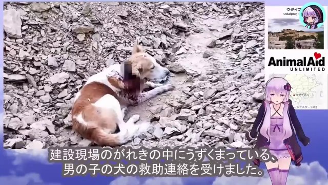 優しい犬は突然、他の犬に襲われ恐ろしい怪我のまま動くことも出来ずにうずくまっていましたThe gentle dog was suddenly attacked by another dog and was left huddled with horrific injuries and unable to move.