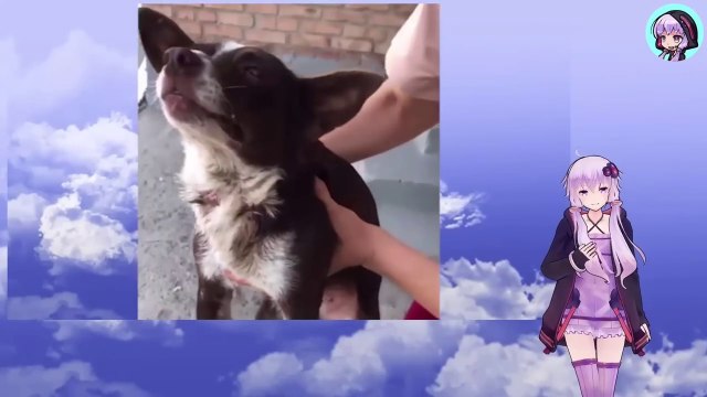 紐を巻き付けられた首は次第に引き裂かれ、視力さえ失った犬は暗闇の中、必死に助けを求めていましたThe dog's neck was gradually torn apart by the rope, and it had lost its sight. It desperately cried out for help in the darkness.