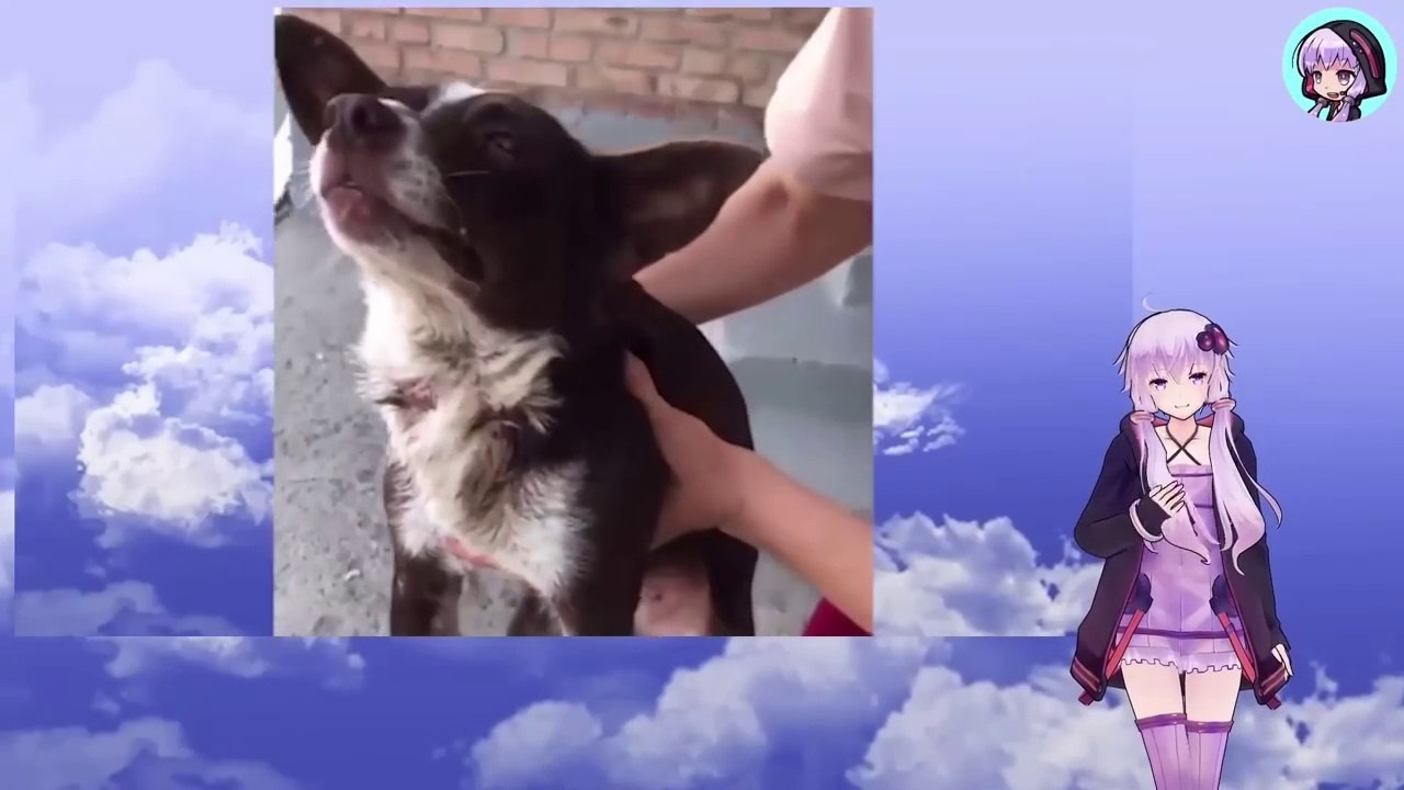 紐を巻き付けられた首は次第に引き裂かれ、視力さえ失った犬は暗闇の中、必死に助けを求めていましたThe dog's neck was gradually torn apart by the rope, and it had lost its sight. It desperately cried out for help in the darkness.