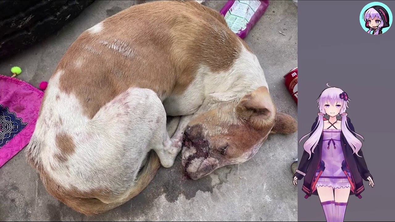 役に立たなくなった犬は、動けなくなるまで殴られ、命を落とすためにゴミ箱に捨てられましたThe dog, no longer of any use, was beaten until it could no longer move and then dumped in a trash can to die.