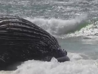 Toter Buckelwal in der Nähe von Kapstadt angespült