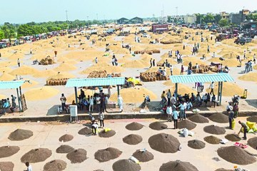 कोटा मंडी भाव : गेहूं में तेजी, धान-चना-उड़द में मंदी