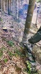 翻译中国最热门的链锯切竹视频，男人们在那里切竹子。 The hottest chainsaw bamboo cutting video in China, where men work to cut bamboo.