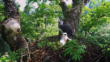 Secret Amazon Adventure: Into the Wild Official Trailer 🌿