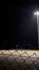 Teramo si sveglia con i cinghiali a spasso nel parcheggio dell'Universit?