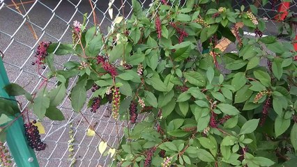 ヨウシュヤマゴボウ