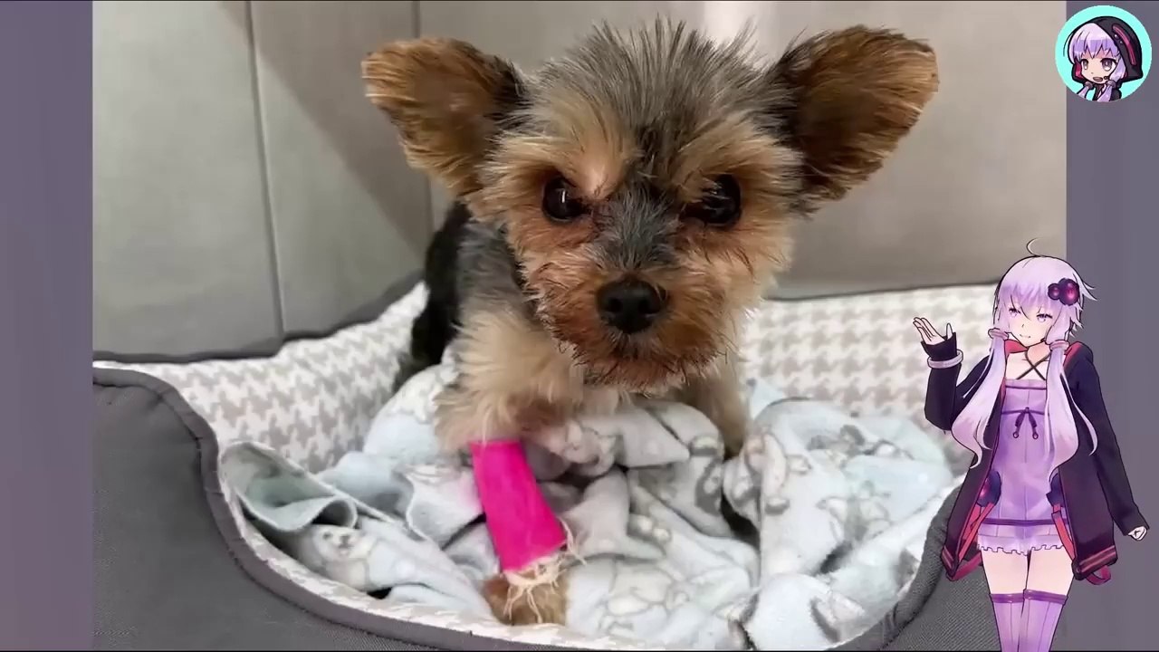 脊髄が損傷するほどの仕打ちを受けた犬は、路上に捨てられ、足を失う痛みに耐え続けていましたThe dog, whose spinal cord was damaged, was abandoned on the street and suffered the pain of losing a leg.