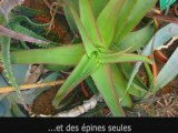 Les plantes succulentes : Jardin Botanique de Strasbourg