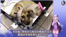 大切な物を破壊された飼い主は、しつけの理由で子犬を何度も棒で殴り続けましたThe owner, whose precious possessions had been destroyed, repeatedly hit the puppy with a stick as a form of discipline.