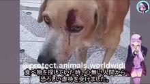 木の板で何度も打たれる苦難に耐えながら、ゴミを漁って生き延びた老犬の奇跡Miracle of an old dog who survived by scavenging through trash after being repeatedly hit with a wooden board