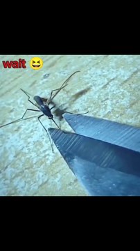 Funny Mosquito#viral #videos #cartoon #shortfilm #short #film