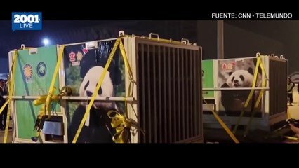 Скачать видео: ¡Directo desde China!: Los pandas gigantes ya están en Washington DC