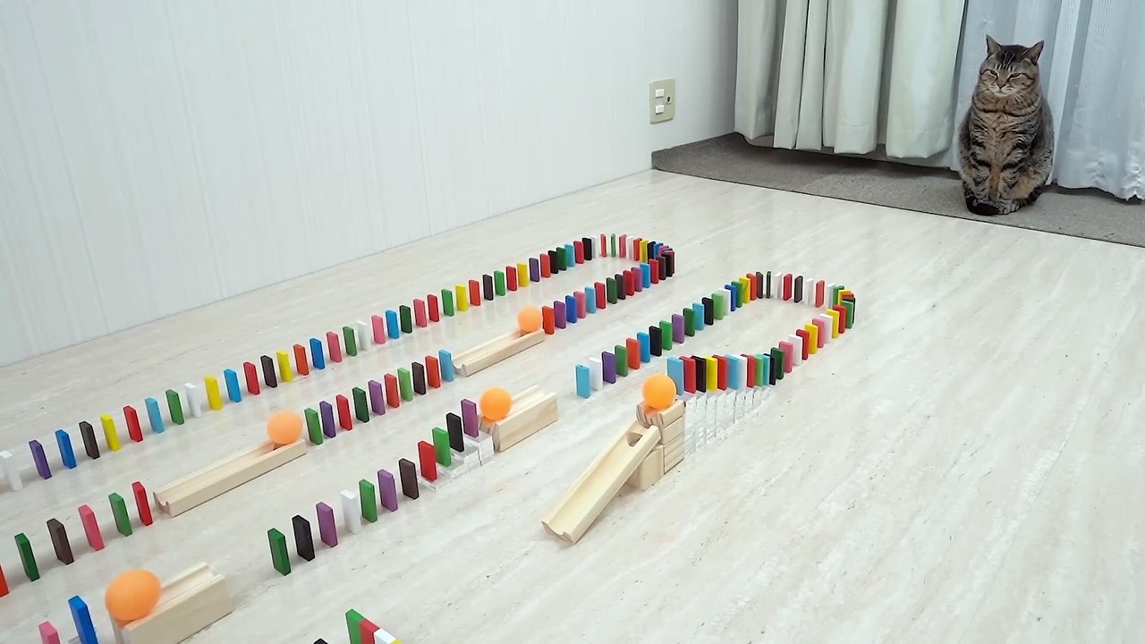 Cats and Ping Pong Trick Shots@#@#xcbve