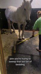Mom Is Trying To Sweep Bedding But The Horse Refuses To Move!