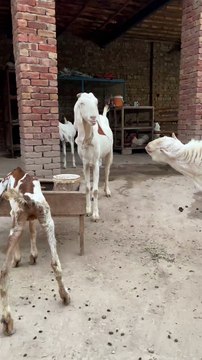 #trending #usa #viral #shortvideo #baby #pet #animals #goats #bakra #bakramandi