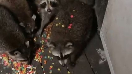 Raccoons feast on treats and come back for more the next morning