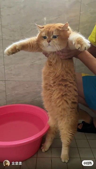 My sweet cat danc