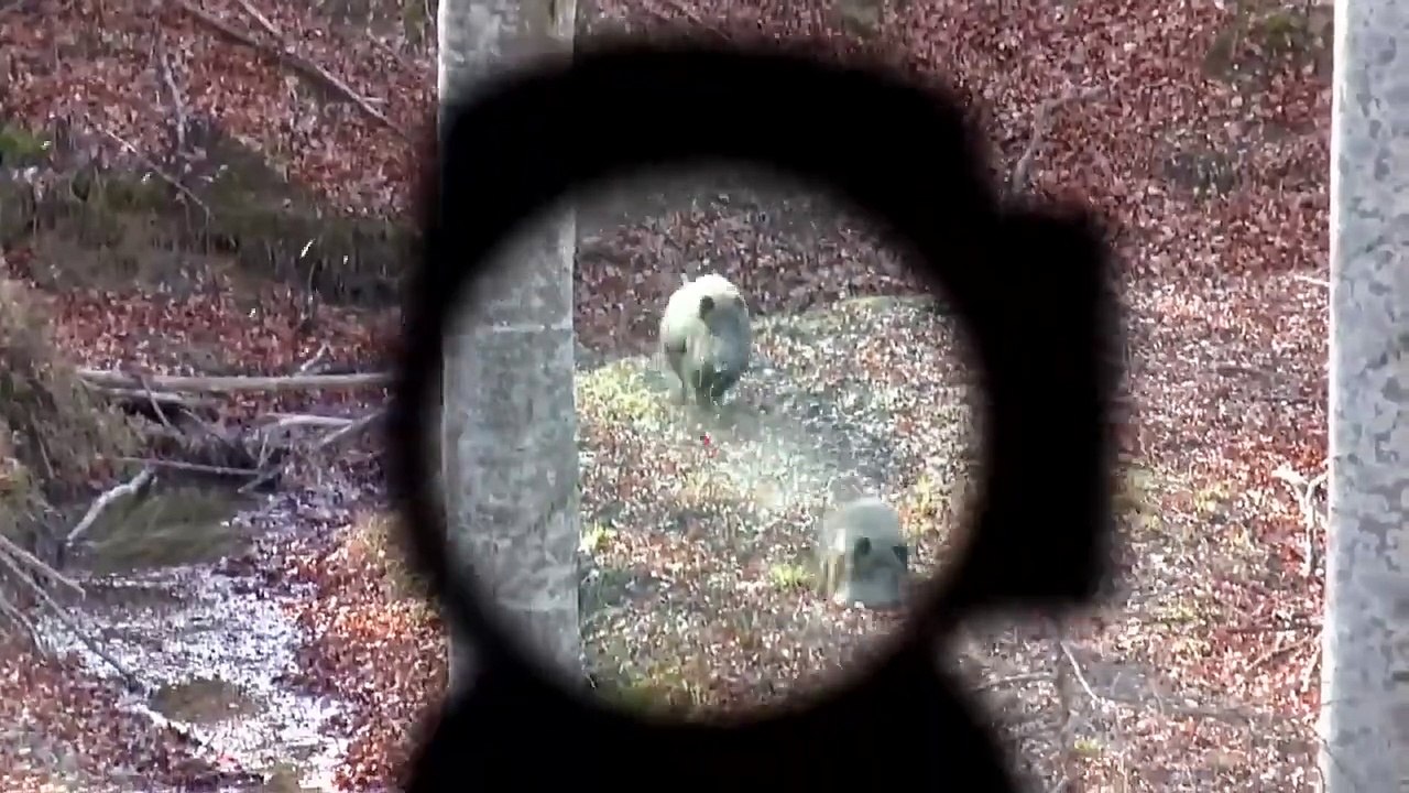 Pemburu babi hutan terbaik di dunia (aimpoint)