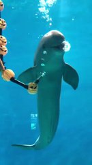 "The Fish Entertaining Under The Water Ring Follow For More Videos Have Trendingreels Grow account"...!!