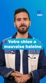 Votre chien a mauvaise haleine