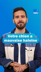 Votre chien a mauvaise haleine