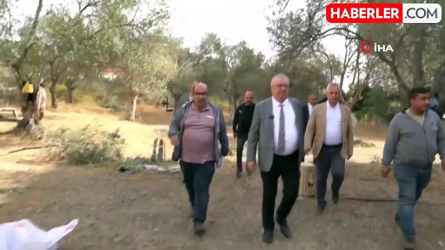 Edremit Belediyesi'nde Zeytin Hasadı Başladı