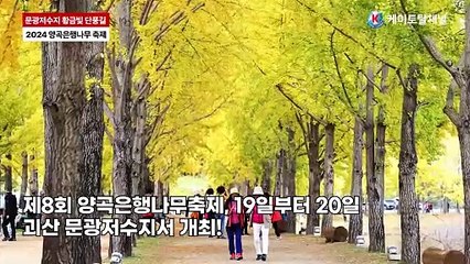 괴산 문광저수지에서 개최하는 제8회 양곡은행나무축제! _ 영상 이행복 기자