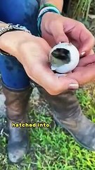 Woman picks up retarded baby crocodile on her adventure