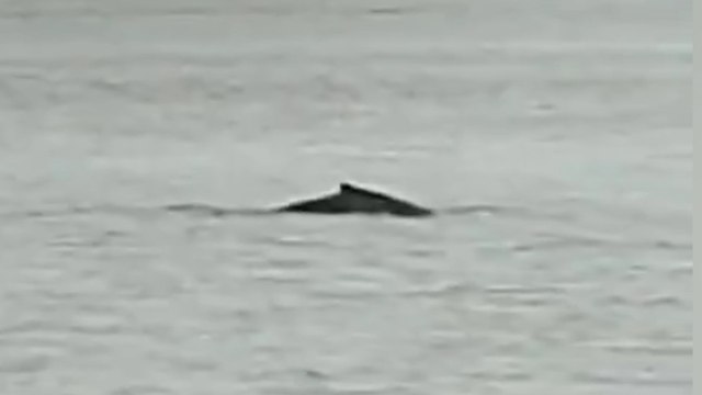 Une baleine à bosse aperçue dans l’estuaire de la Seine