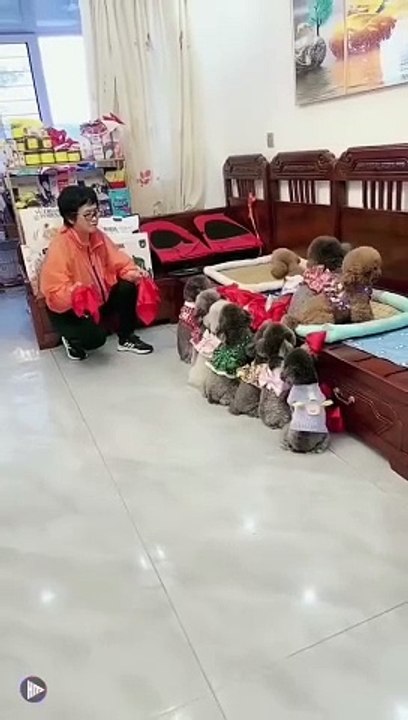 funny little puppies