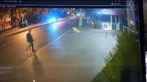 İstanbul-Bahçelievler'de tabanca ile köpeği korkutmaya çalışan bir kişi gözaltına alındı