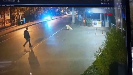 Üzerinde ruhsatsız tabanca da bulundu: Köpeğe silah doğrultan şahıs serbest bırakıldı