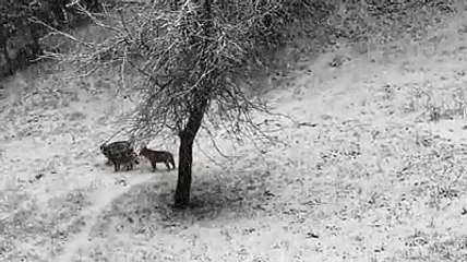 La bellezza dei lupi che giocano nella neve