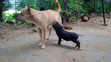Dog feeding milk for baby pig