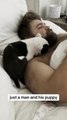 English Bulldog Puppy Cuddles With Man