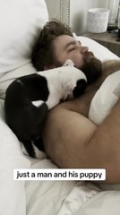 English Bulldog Puppy Cuddles With Man