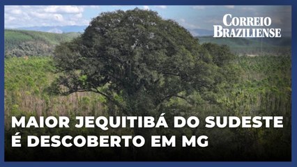 Maior árvore do Sudeste é encontrada na Mata Atlântica de MG