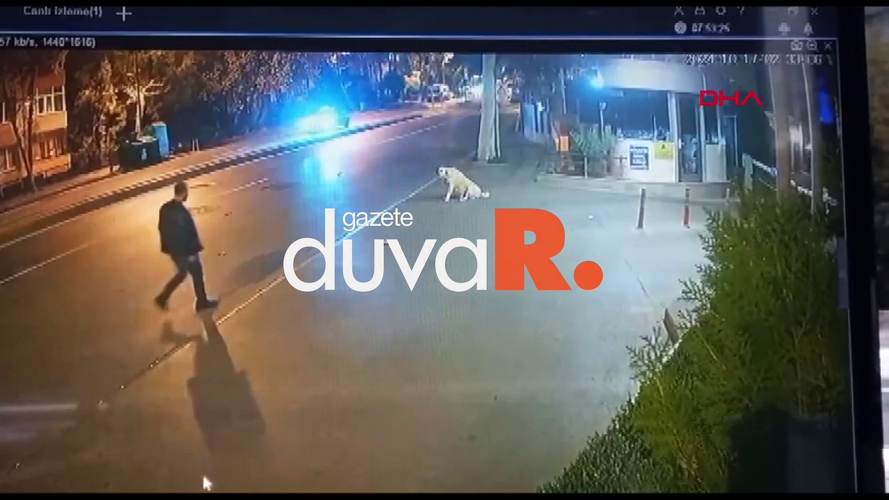 "Köpeğe silah doğrultup ateş açmaya çalıştı, serbest bırakıldı"